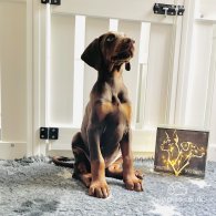 Doberman - Both