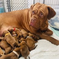 Dogue De Bordeaux - Both