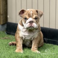 English Bulldog - Both