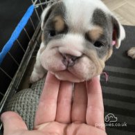 English Bulldog - Both