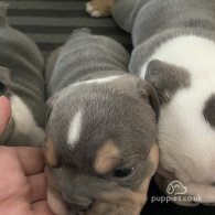 English Bulldog - Both