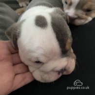 English Bulldog - Both