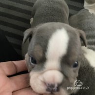 English Bulldog - Both