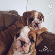 English Bulldog - Both