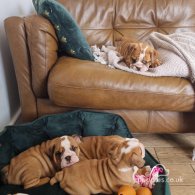 English Bulldog - Both