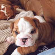 English Bulldog - Both