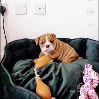 English Bulldog - Both