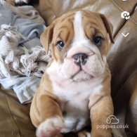 English Bulldog - Both