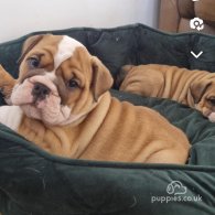 English Bulldog - Both