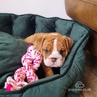 English Bulldog - Both