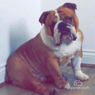 English Bulldog - Both