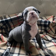 English Bulldog - Both