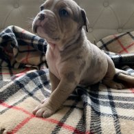 English Bulldog - Both