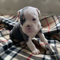 English Bulldog - Both