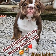 English Bulldog - Dogs