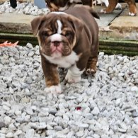 English Bulldog - Dogs