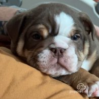 English Bulldog - Dogs