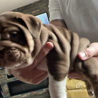 English Bulldog - Dogs