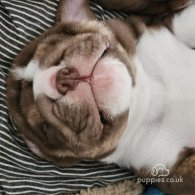 English Bulldog - Dogs