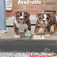 English Bulldog - Dogs