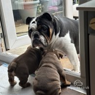 English Bulldog - Dogs