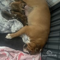 English Bulldog - Both