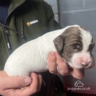 English Springer Spaniel - Bitches