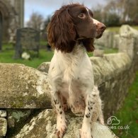 English Springer Spaniel - Bitches