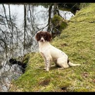 English Springer Spaniel - Bitches