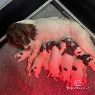 English Springer Spaniel - Bitches