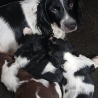 English Springer Spaniel - Both