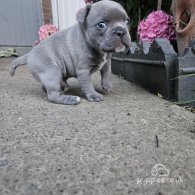 American Bulldog - Dogs