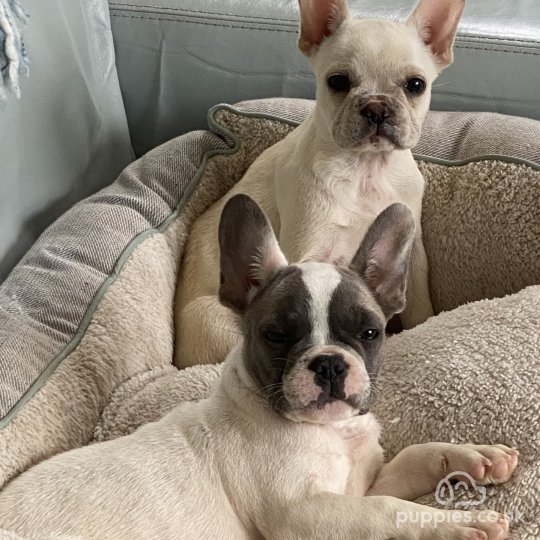 French Bulldog - Both