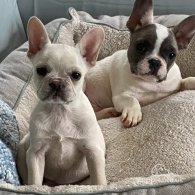 French Bulldog - Both