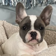 French Bulldog - Both