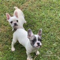 French Bulldog - Both