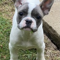 French Bulldog - Both