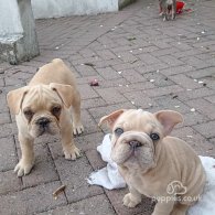 French Bulldog - Both