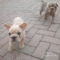 French Bulldog - Both