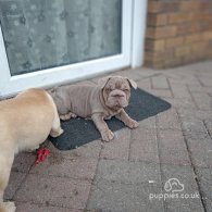 French Bulldog - Both