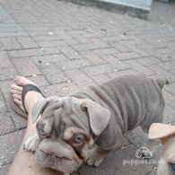 French Bulldog - Both