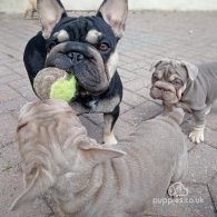 French Bulldog - Both