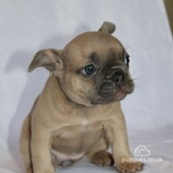 French Bulldog - Both