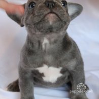 French Bulldog - Both