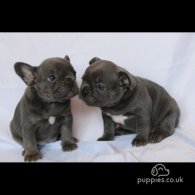 French Bulldog - Both