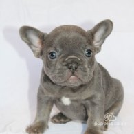 French Bulldog - Both