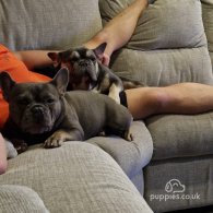 French Bulldog - Both