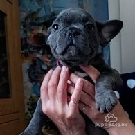 French Bulldog - Both