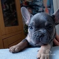 French Bulldog - Both