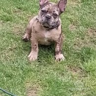 French Bulldog - Dogs